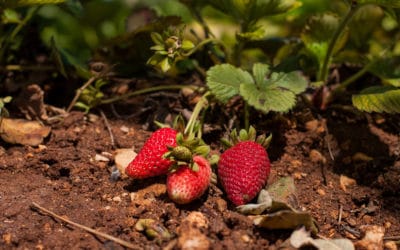 Agriturismo Menfi Erdbeeren aus dem Obstgarten (2)