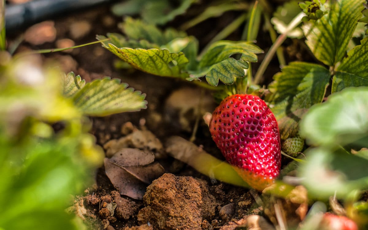Agriturismo Menfi Erdbeeren aus dem Obstgarten Agriturismo Menfi Erdbeeren aus dem Obstgarten