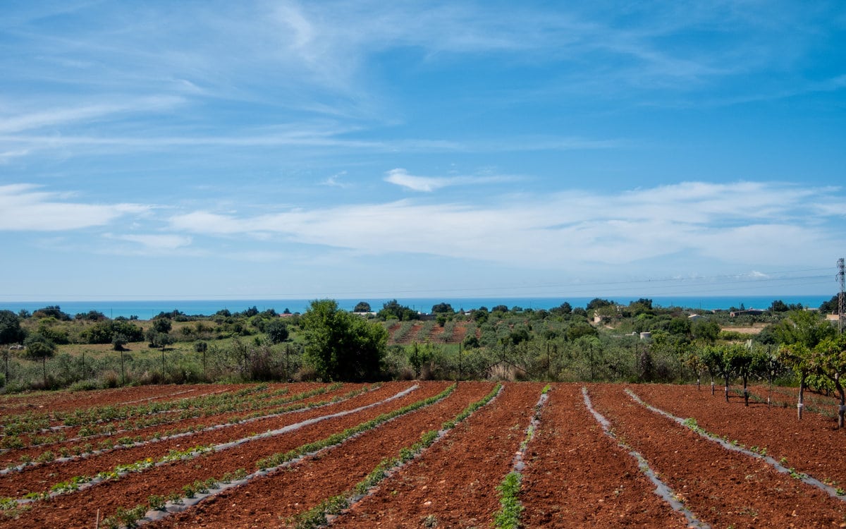 Agriturismo Menfi Gemüsegarten Agriturismo Menfi Gemüsegarten