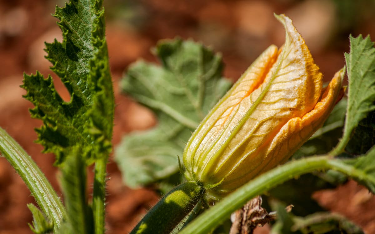 Agriturismo Menfi Zucchina-Blute aus dem Gemüsegarten Agriturismo Menfi Zucchina-Blute aus dem Gemüsegarten