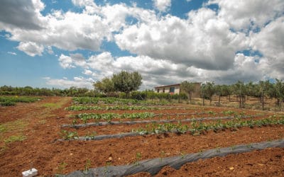 Gemüsegarten im Agriturismo