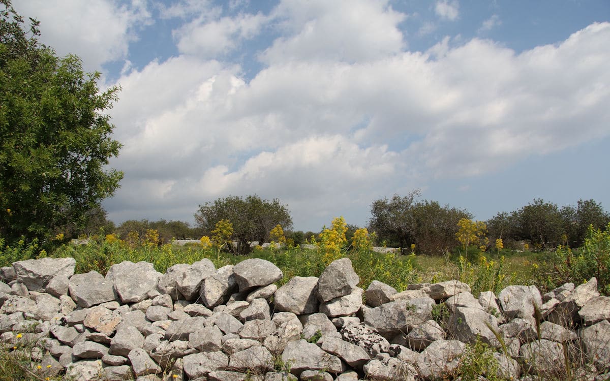 Scicli Feld mit wildem Fenchel